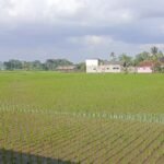 Lahan 1000 Haktare Disiapkan Pemkab Tasikmalaya Untuk Padi Organik   