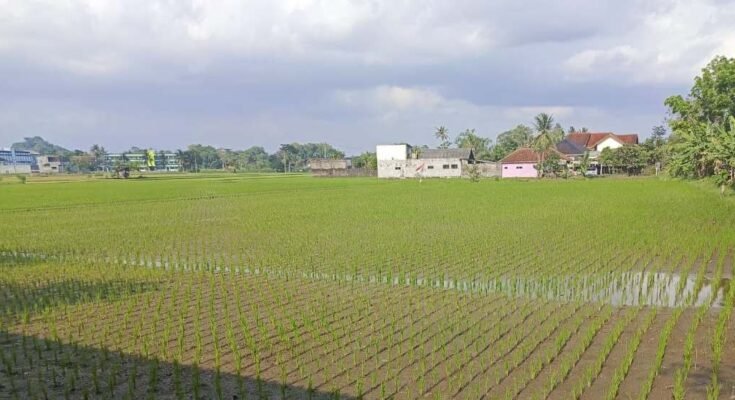 Lahan 1000 Haktare Disiapkan Pemkab Tasikmalaya Untuk Padi Organik
