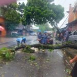 FK Tagana Gerak Cepat Evakuasi Pohon Tumbang, Lalin Jalan Muktamar Lancar