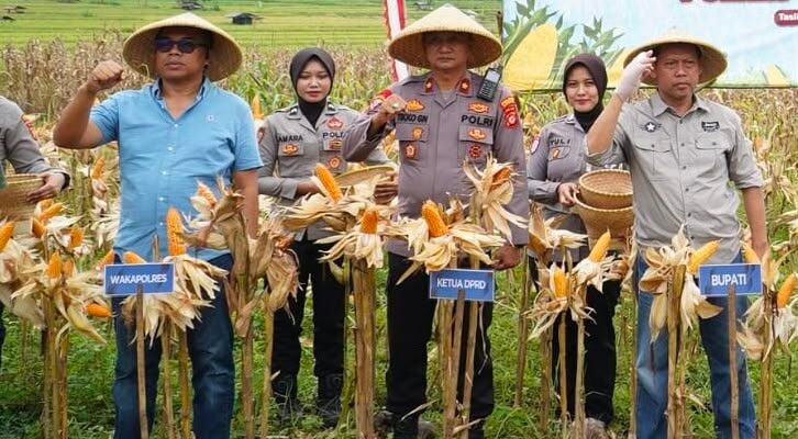 Satreskrim Polres Tasikmalaya melakukan monitoring dan pengecekan lahan perkebunan jagung di Desa Janggala, Kecamatan Sukaraja, Kabupaten Tasikmalaya.